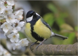 <p>SÝKORA KOŇADRA (Parus major) /Great tit -
Kohlmeise/</p>